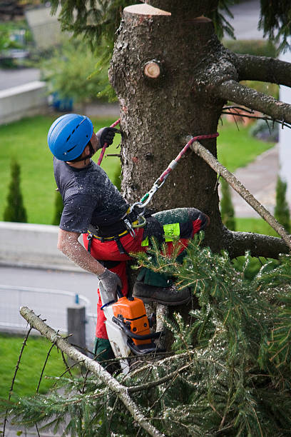 How Our Tree Care Process Works  in  Woodmont, CT